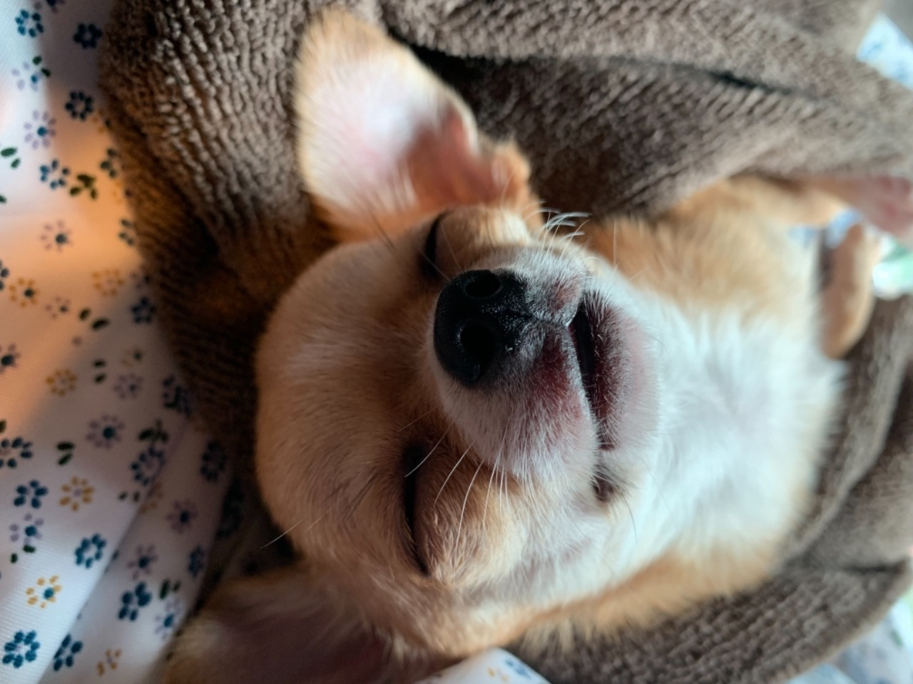 越谷のペットショップで犬をお探しならクオーレ