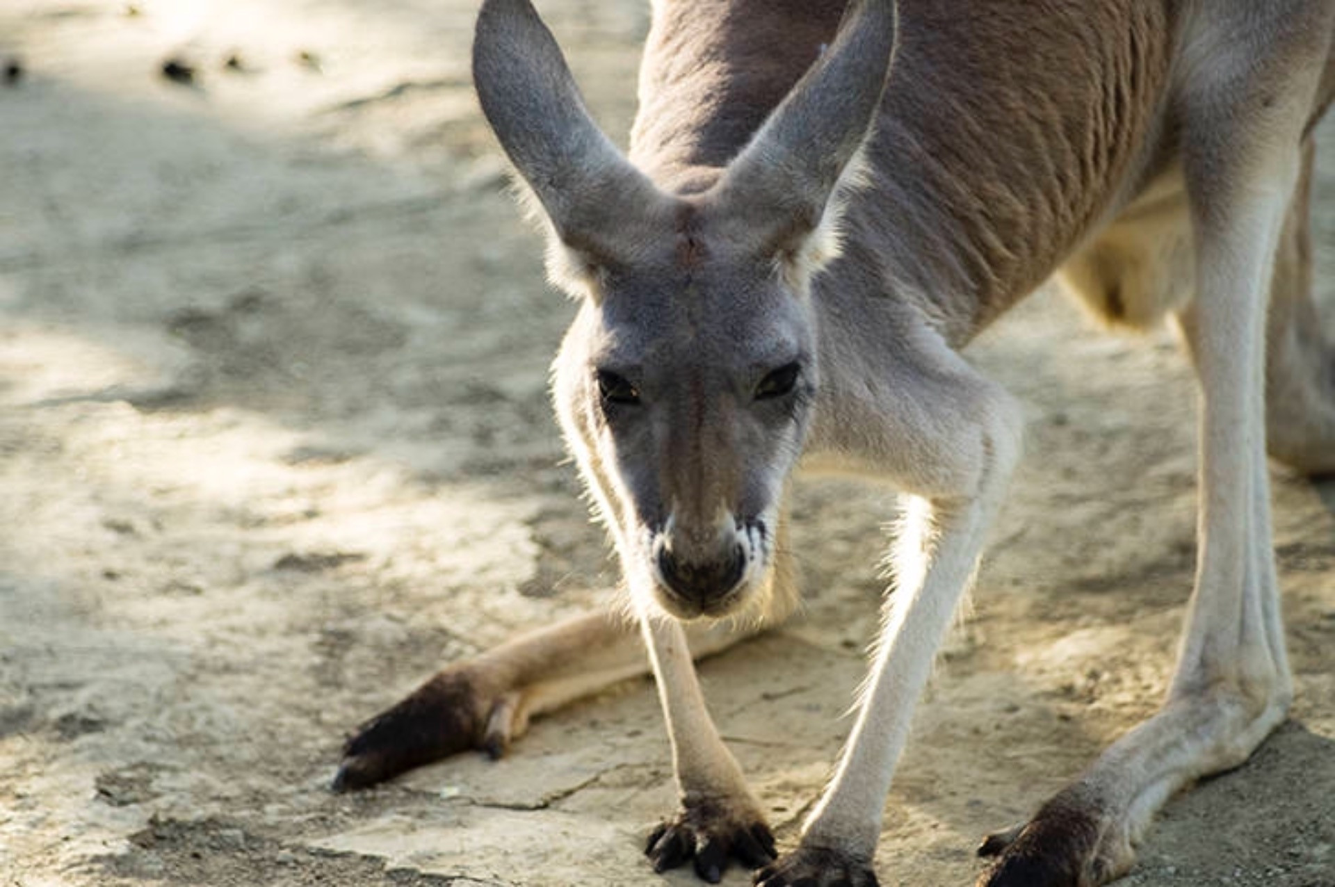埼玉で安心・安全なペットショップはクオーレ！