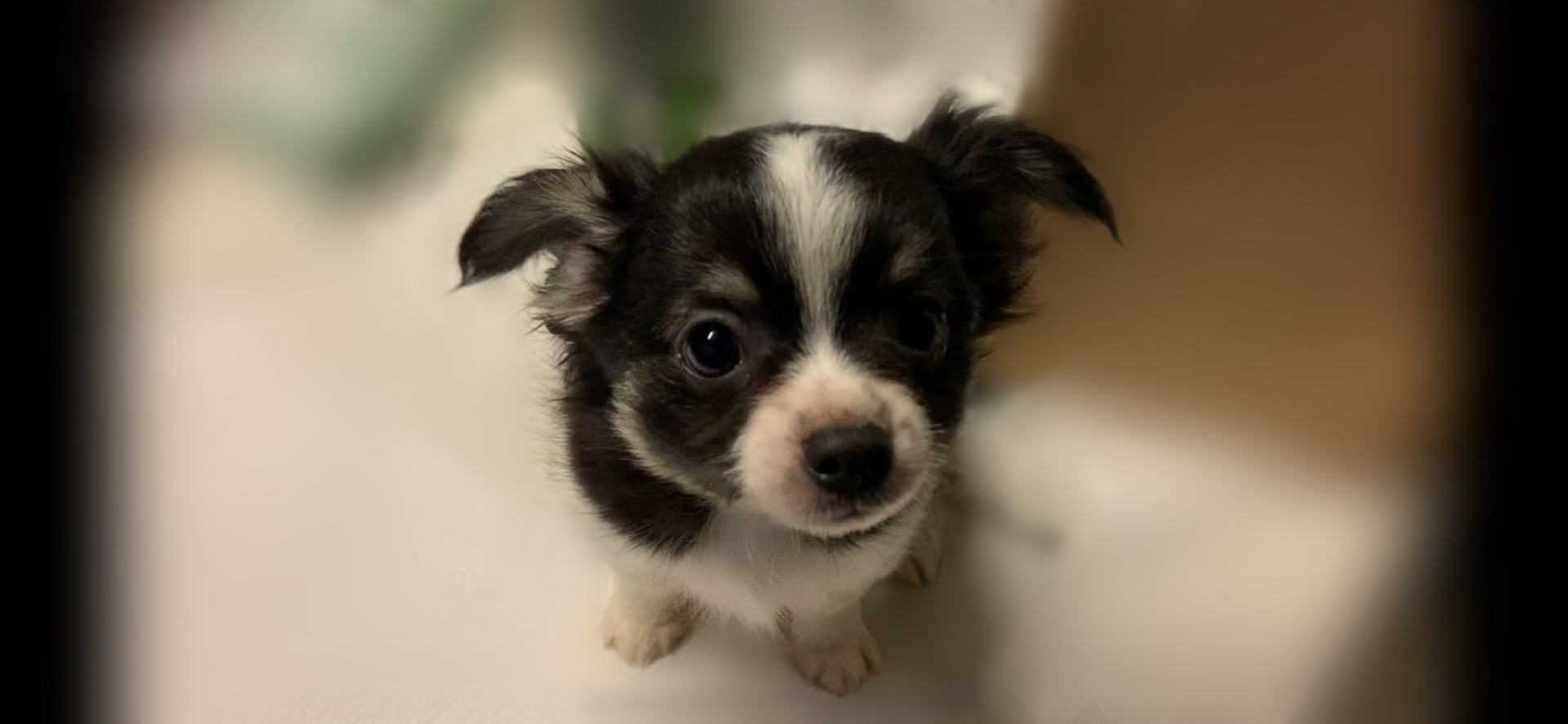 埼玉のペットショップでチワワと言えばクオーレ！