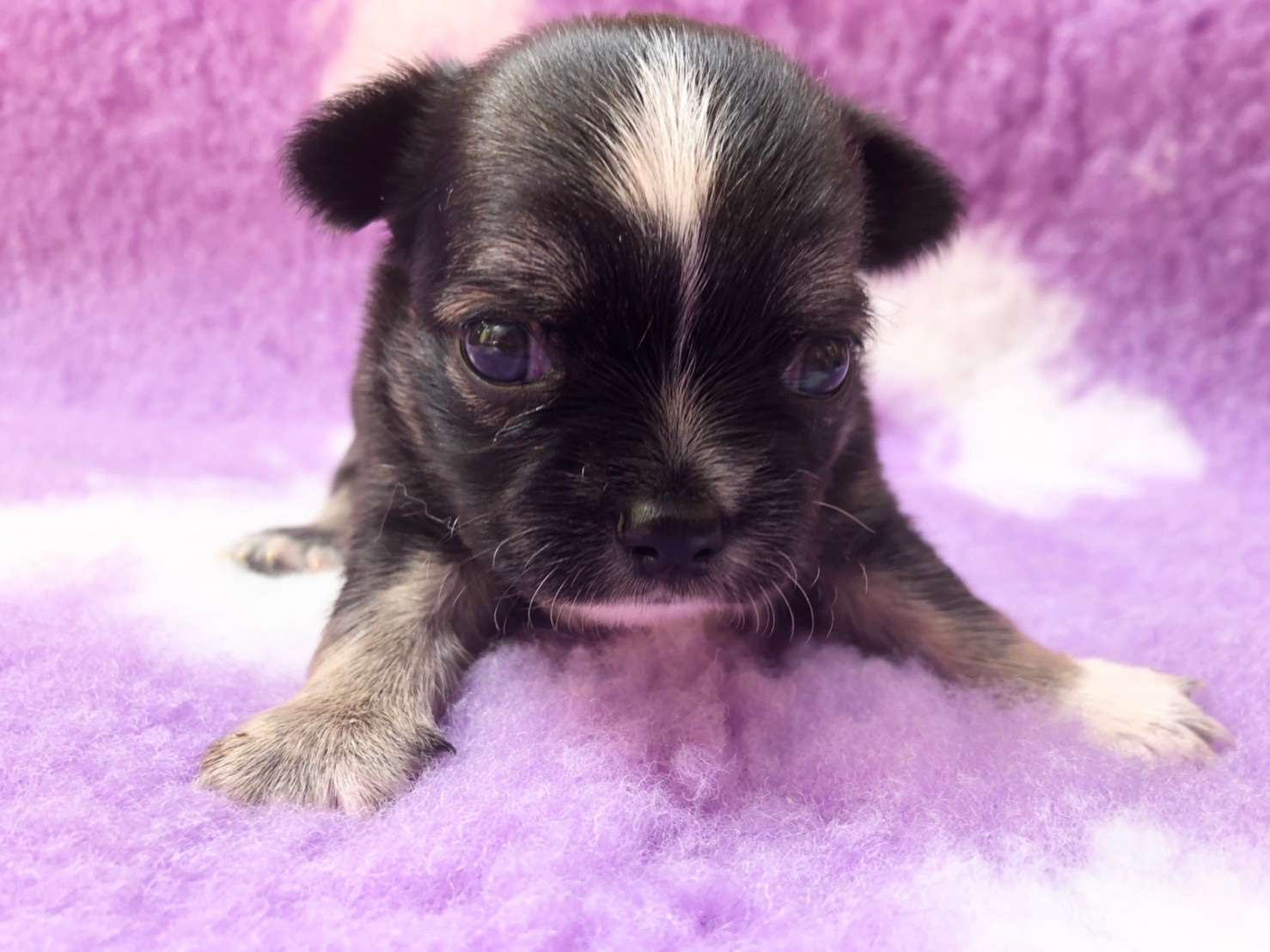 埼玉県越谷にあるペットショップ☆飼い主様決まりました！！