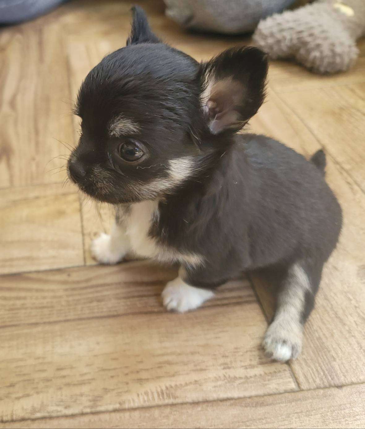 チワワをお探しなら埼玉越谷にあるクオーレにおまかせ☆