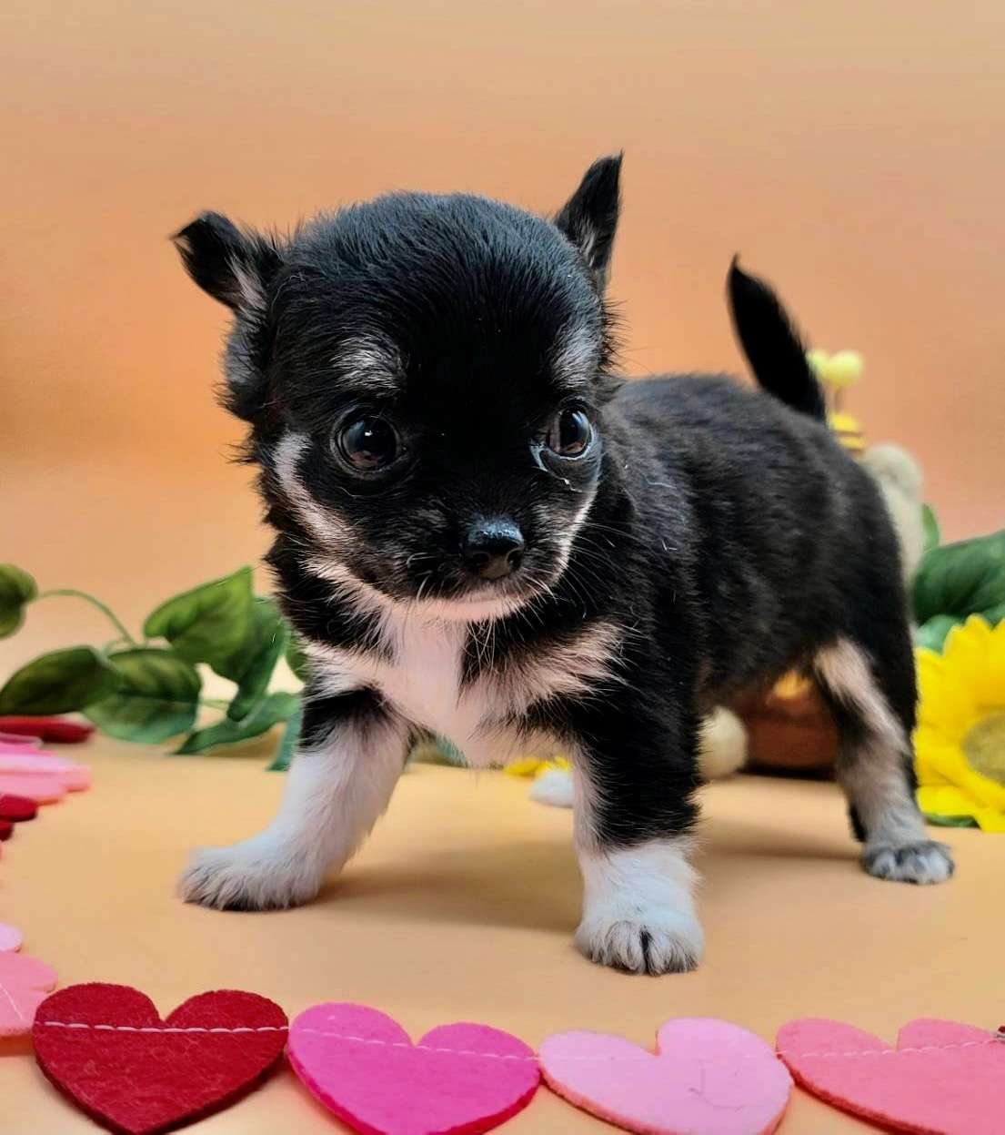 埼玉の越谷にあるチワワの仔犬