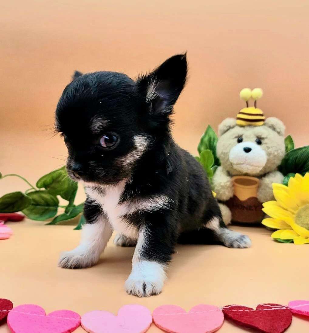 埼玉県越谷ペットショップ☆飼い主様決まりました！