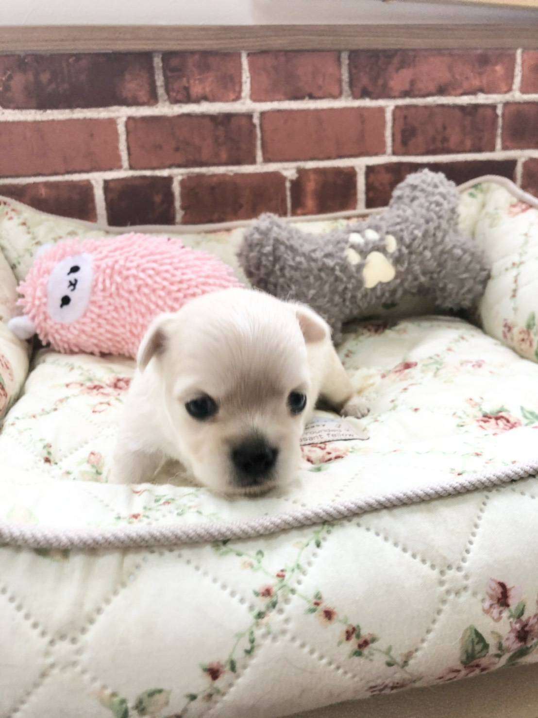 埼玉越谷のチワワブリーダー犬のおやつ販売