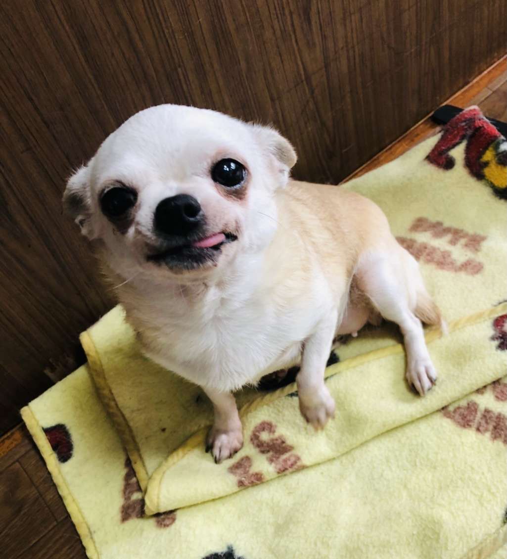 埼玉　ペットショップ☆引き取ったチワワの老犬たち♪