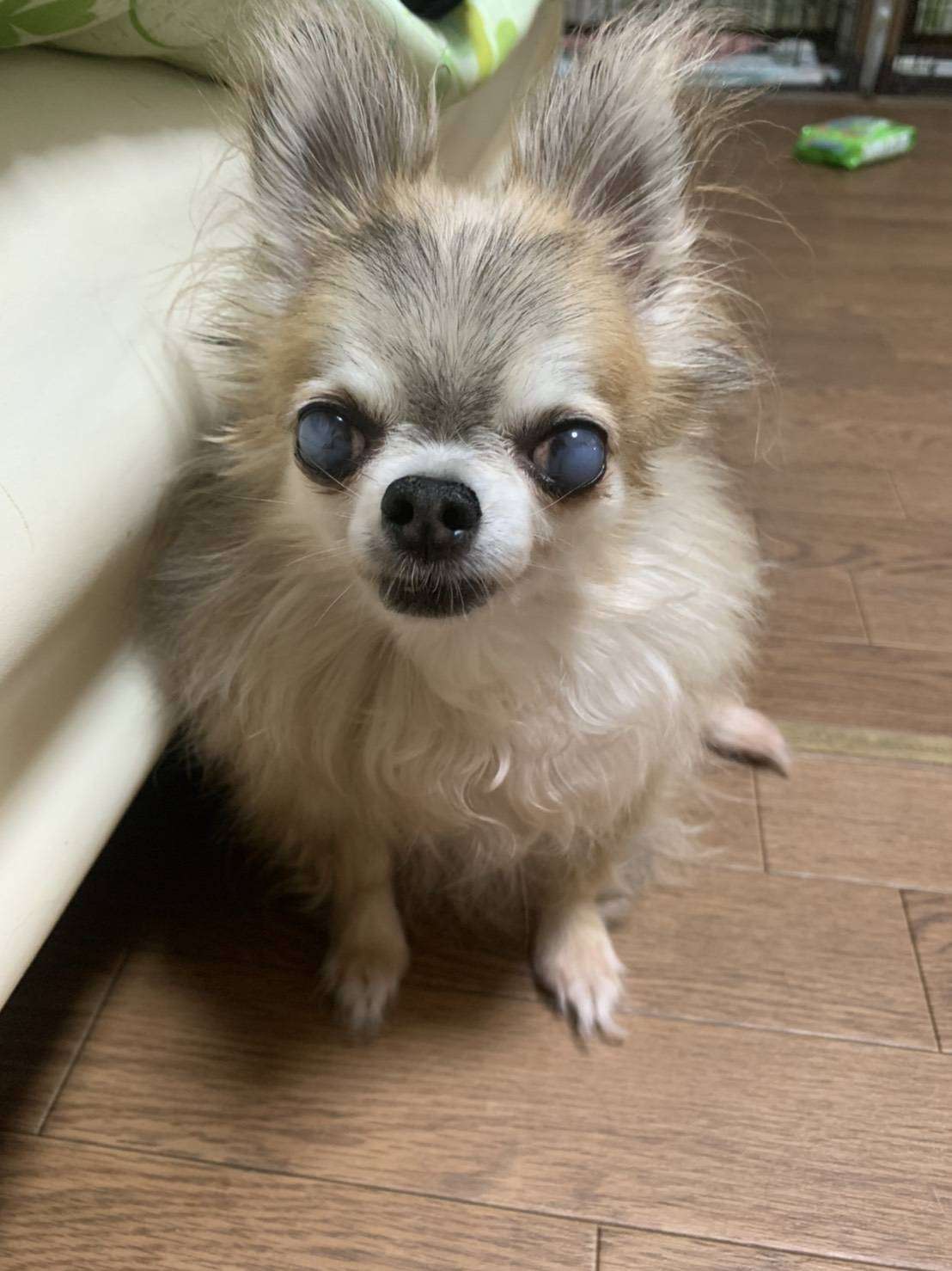 埼玉越谷ペットショップ☆クオーレのおやつを堪能するネネちゃん♪　