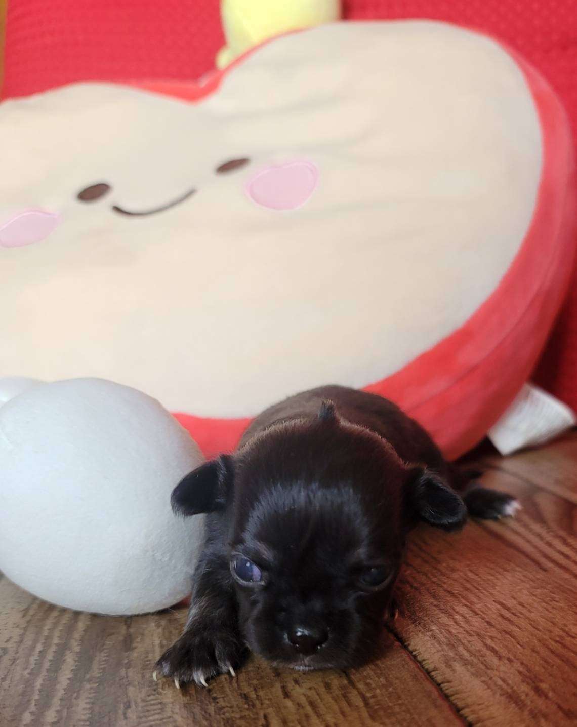 可愛い仔犬たち誕生のお知らせです