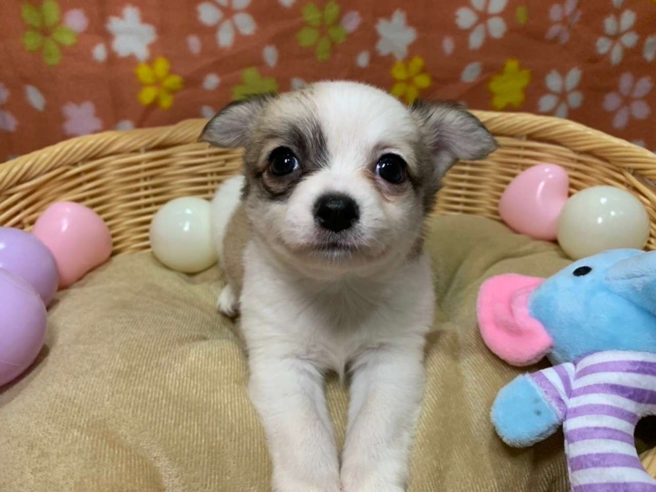 埼玉越谷　チワワの仔犬産まれました！