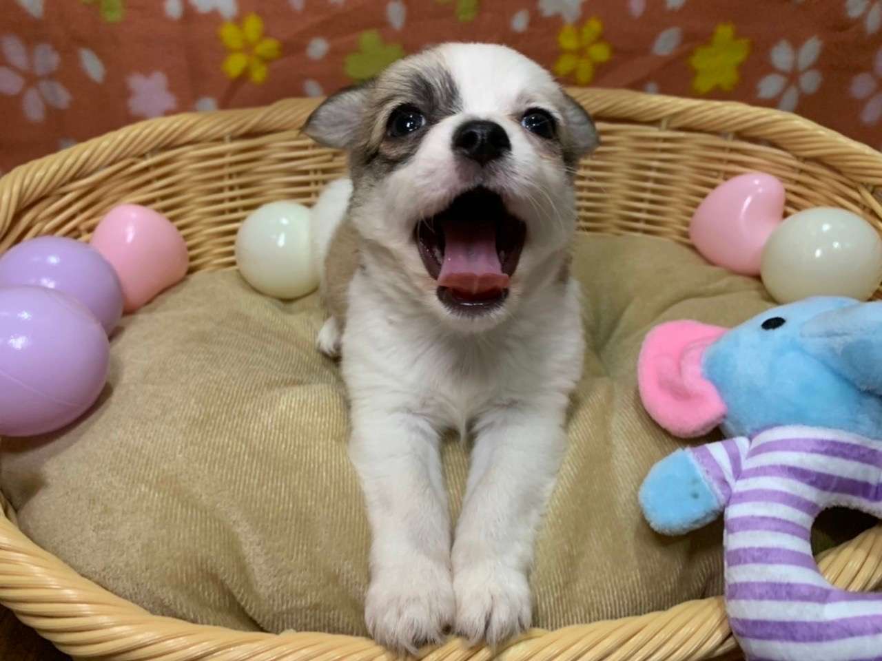 埼玉越谷ペットショップ☆おじいちゃんはドッグショーで世界一の血統！