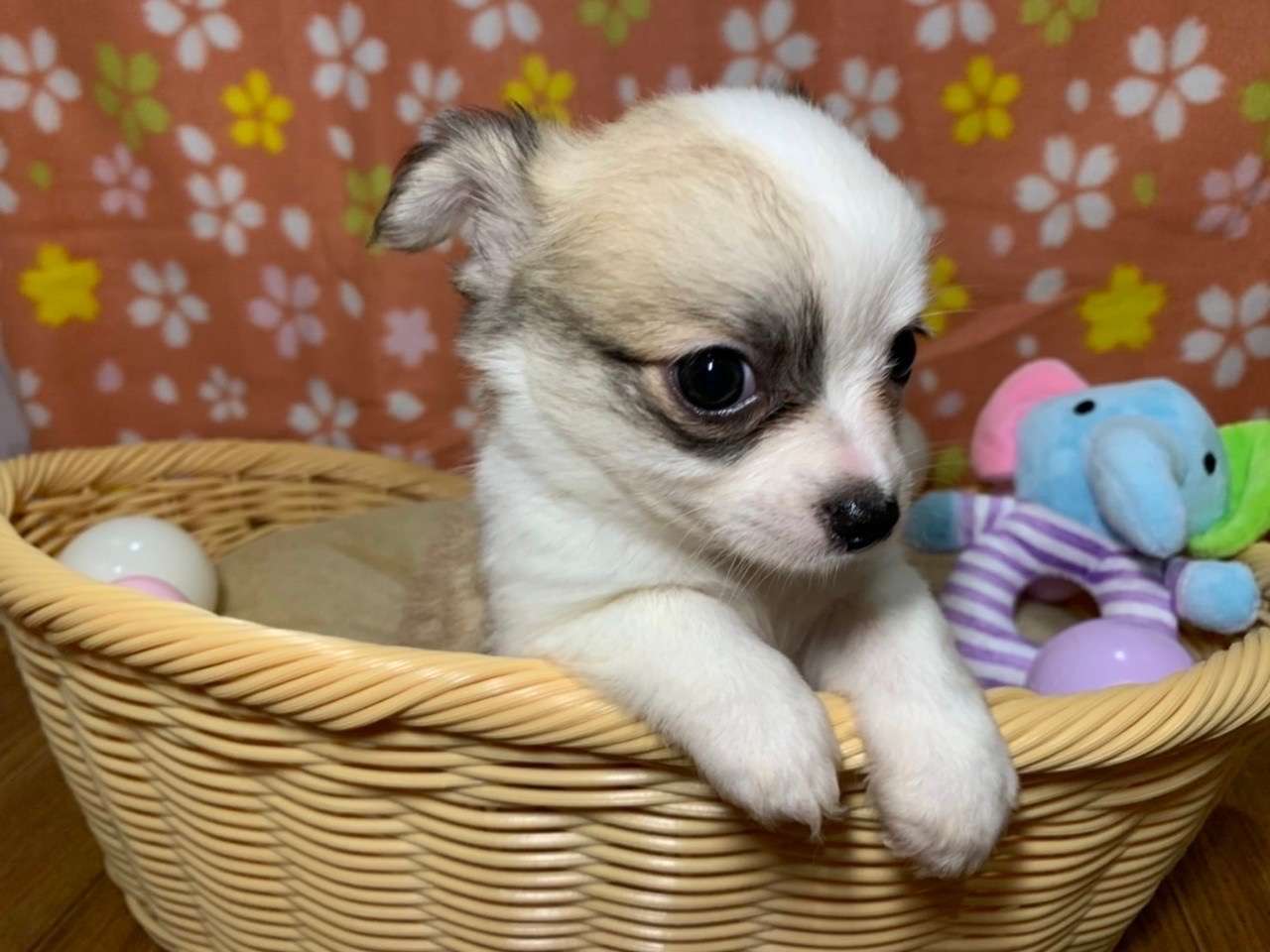 埼玉越谷ペットショップ☆チワワロングコートパーティーの女の子♪